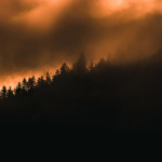Feux de forêts