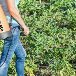 Glyphosate