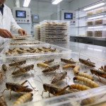 L'élevage français d'insectes