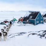 Nuuk_Chiens de traîneau
