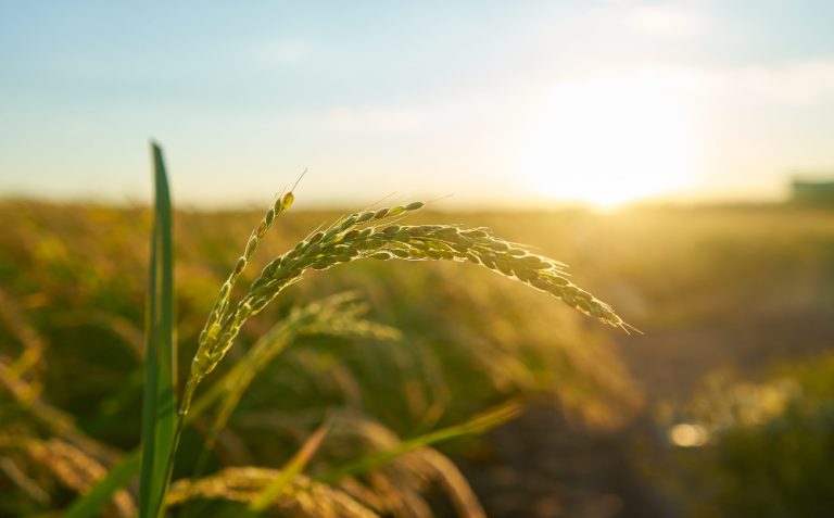 agriculture_image_de_wirestock_sur_freepik