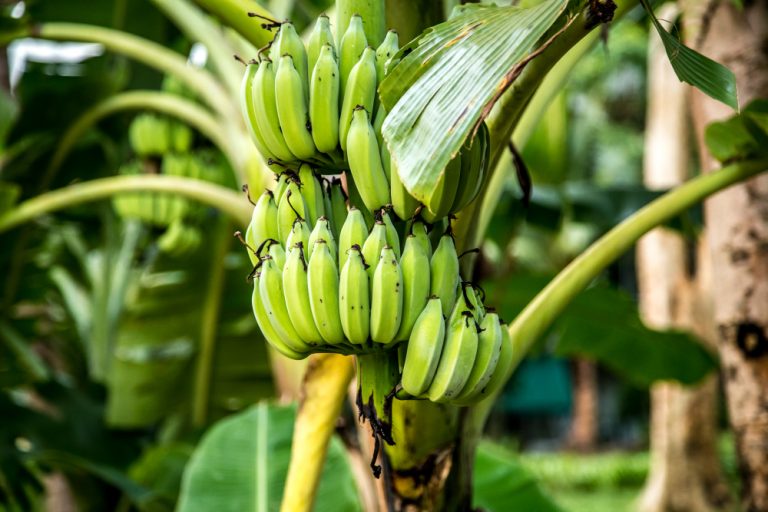 bananes_vertes_cc_pvproductions_sur_freepik