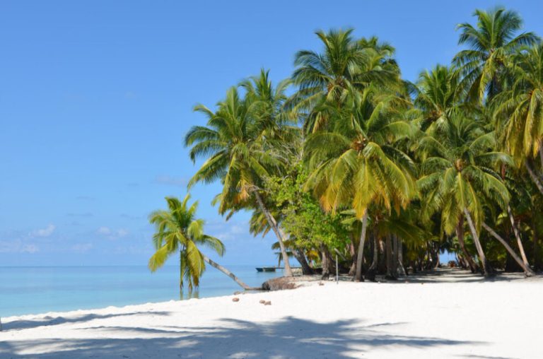 belle-photo-palmiers-ile-tropicale-ciel-bleu-clair_image_on_freepik