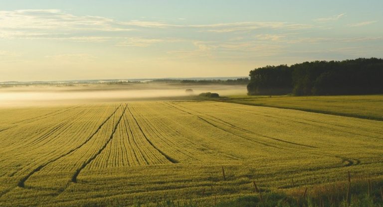 biotechnologies végétales