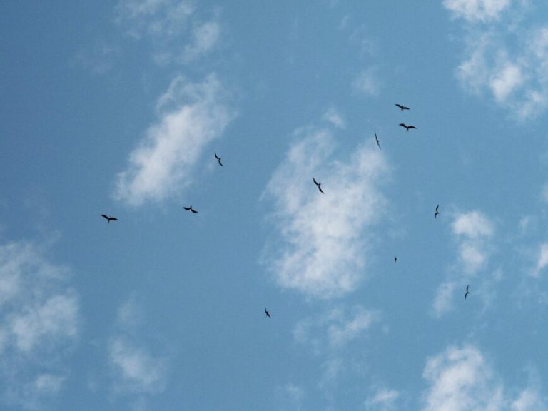 A flock of flying Galápagos petrels at the Galápagos Islands, Ec