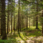 forêts