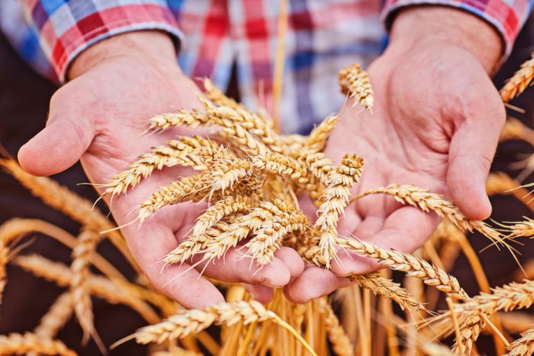 hand-holding-golden-wheat-ear_on_freepik